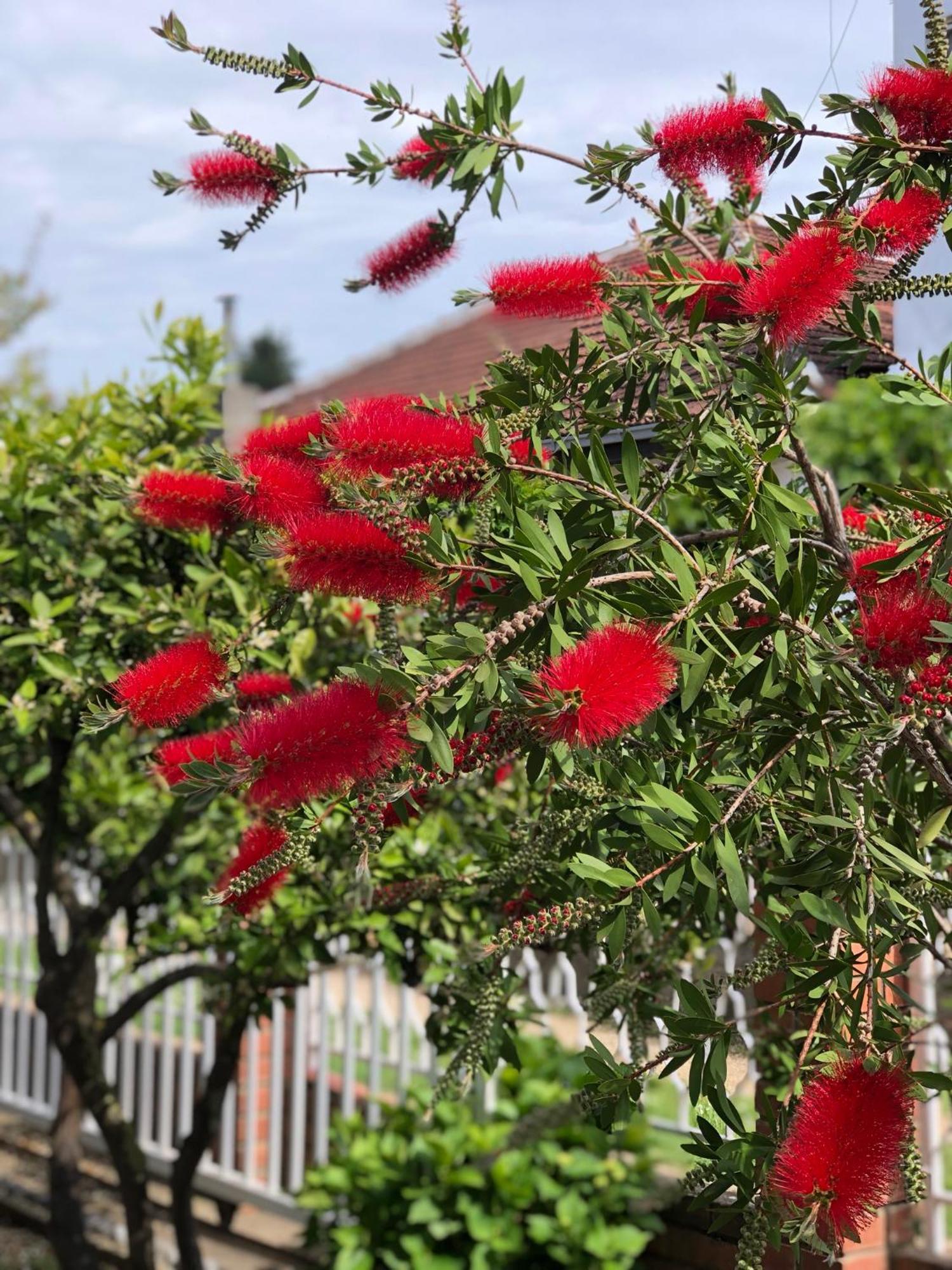 מלון אולסינץ' Vila Adriatik מראה חיצוני תמונה